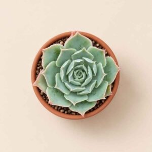 Echeveria Simulans 5,5 cenital