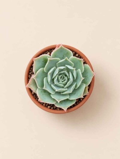 Echeveria Simulans 5,5 cenital