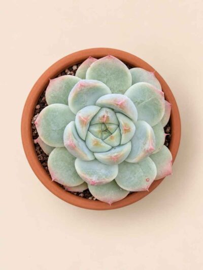 Echeveria Snow Bunny 8,5 cenital