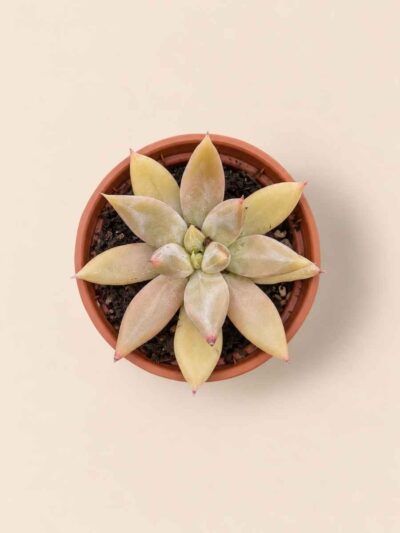 Echeveria Tolimanensis 5,5 cenital