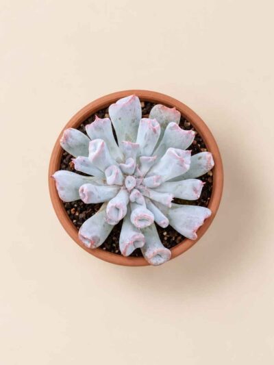Echeveria Trumpet Pig Nose 5,5 cenital