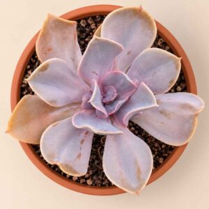 Echeveria Valkyrie 13 cenital