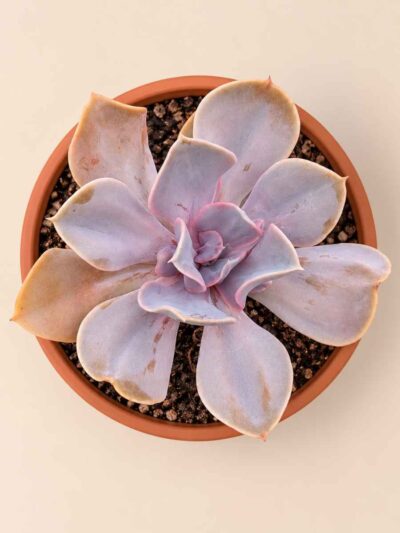 Echeveria Valkyrie 13 cenital