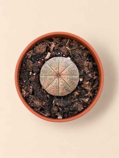Euphorbia Obesa 8,5 cenital