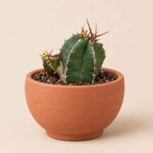 Euphorbia Officinarum 5,5 lateral