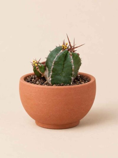 Euphorbia Officinarum 5,5 lateral