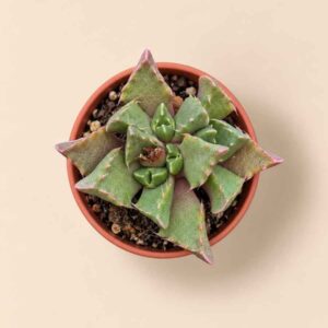 Faucaria Tigrina 5,5 cenital
