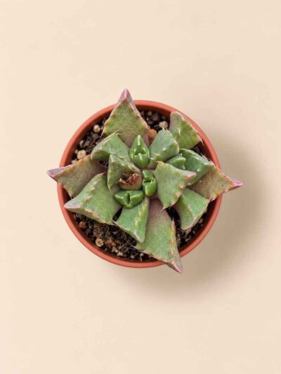 Faucaria Tigrina 5,5 cenital
