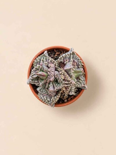 Faucaria Tuberosa Super Warty 5,5 cenital