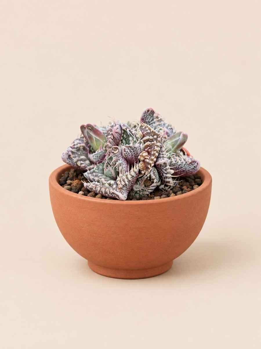 Faucaria Tuberosa Super Warty 5,5 lateral
