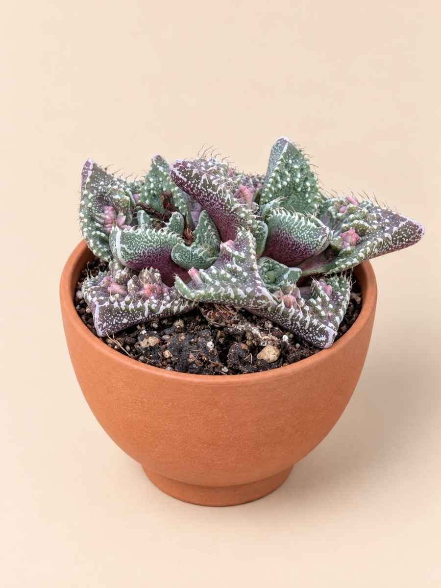 Faucaria Tuberosa Super Warty 8,5 lateral