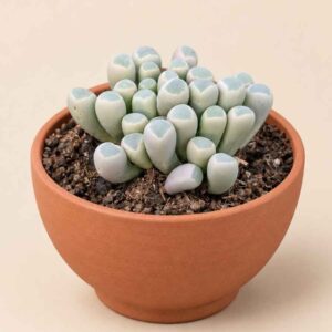 Fenestraria Aurantiaca 8,5 lateral