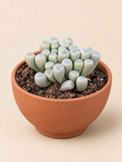 Fenestraria Aurantiaca 8,5 lateral