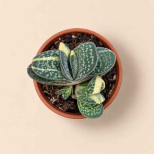 Gasteria Gracilis variegata 5,5 cenital