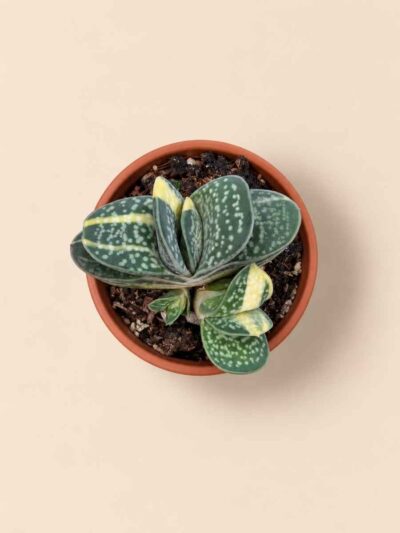 Gasteria Gracilis variegata 5,5 cenital