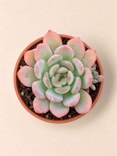 Graptopetalum Red Head 8,5 cenital