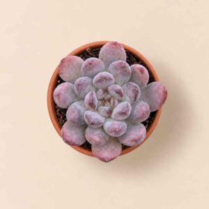 Graptoveria Black Racoon 5,5 cenital