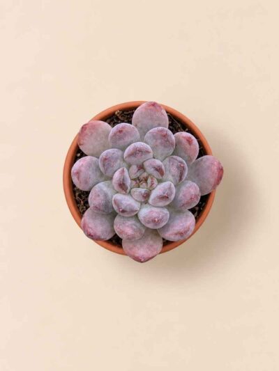 Graptoveria Black Racoon 5,5 cenital