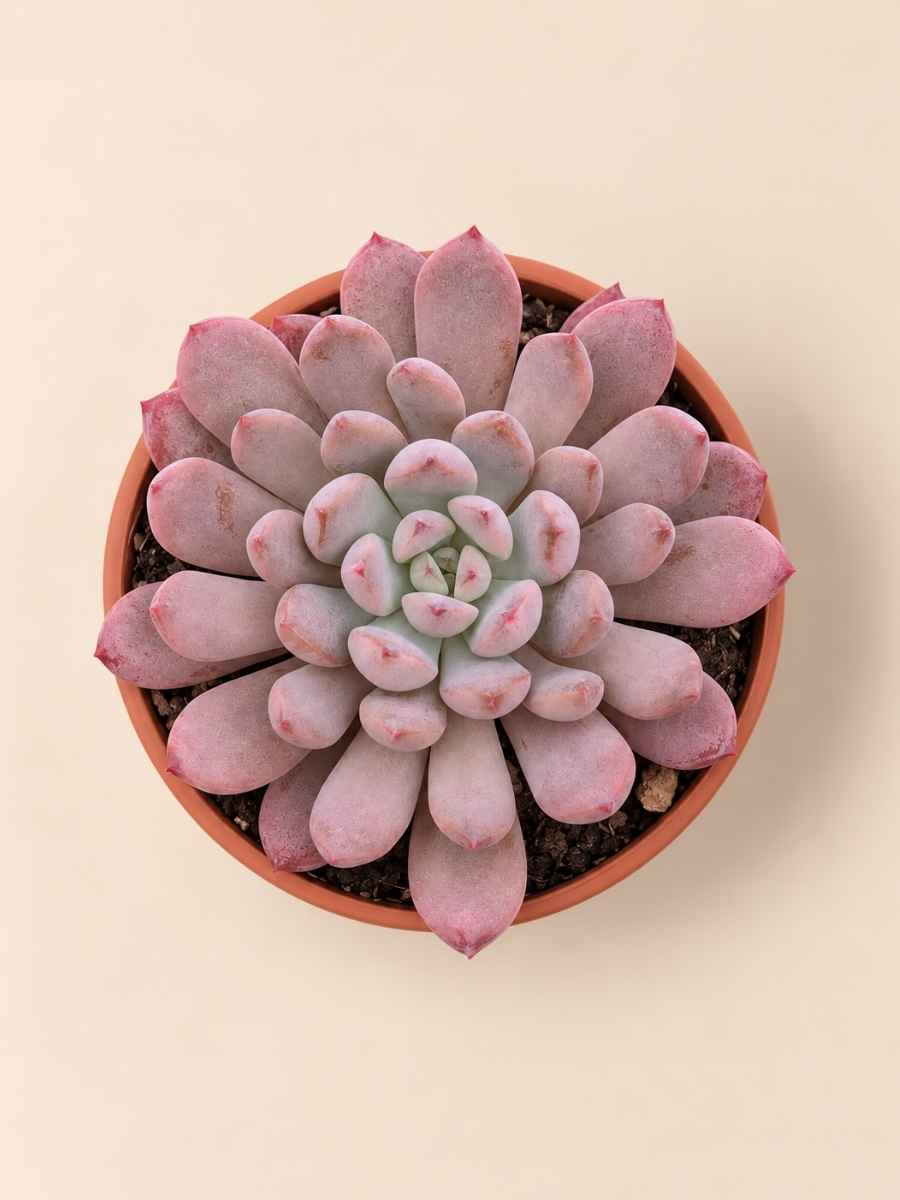 Graptoveria Black Racoon 8,5 cenital Graptoveria Black Racoon 8,5 cenital