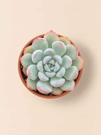 Graptoveria Heymi 5,5 cenital