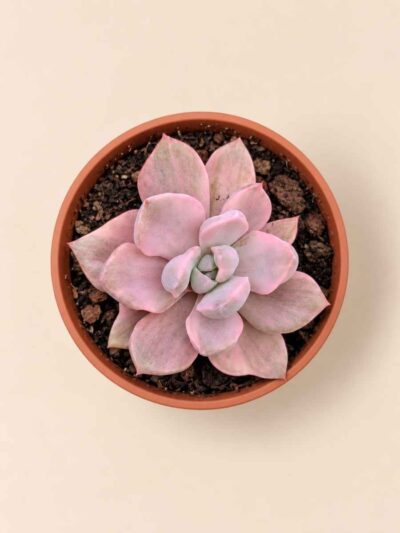 Graptoveria Mr. Richard 8,5 cenital Mr Richard 8,5 cenital