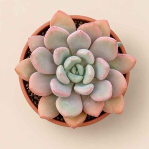 Graptoveria Opalnia 8,5 cenital