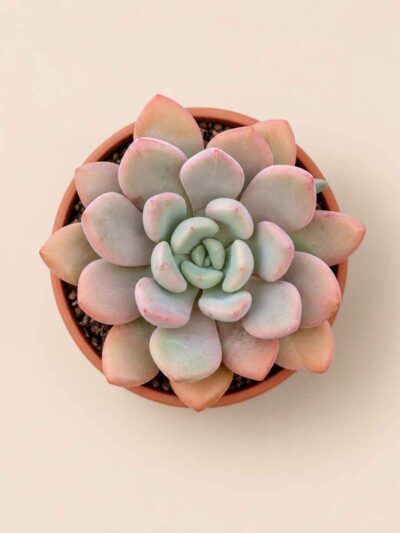 Graptoveria Opalnia 8,5 cenital