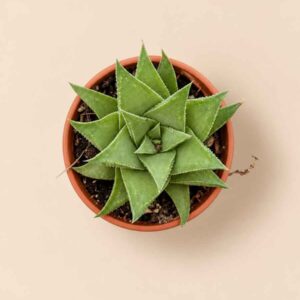 Haworthia Angustifolia Baylissii 5,5 cenital