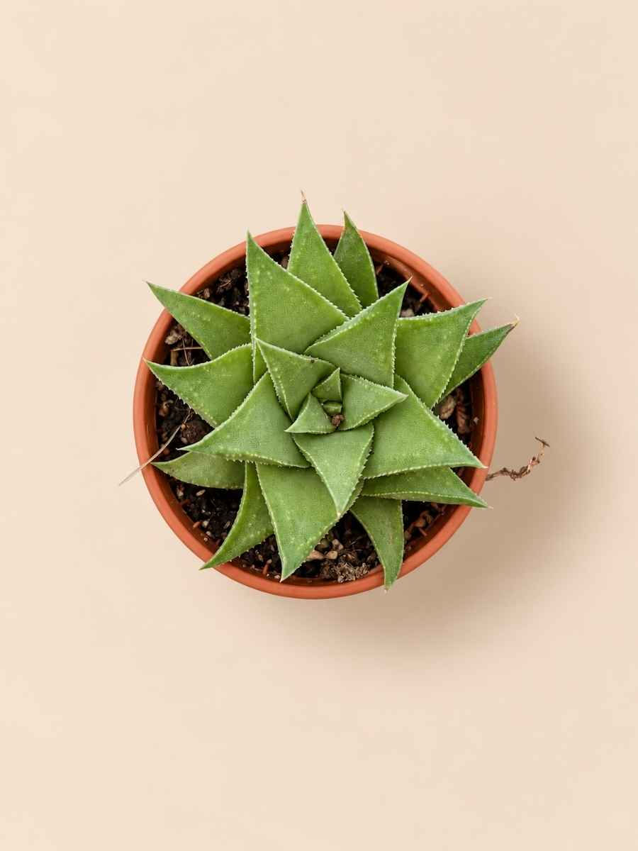 Haworthia Angustifolia Baylissii 5,5 cenital