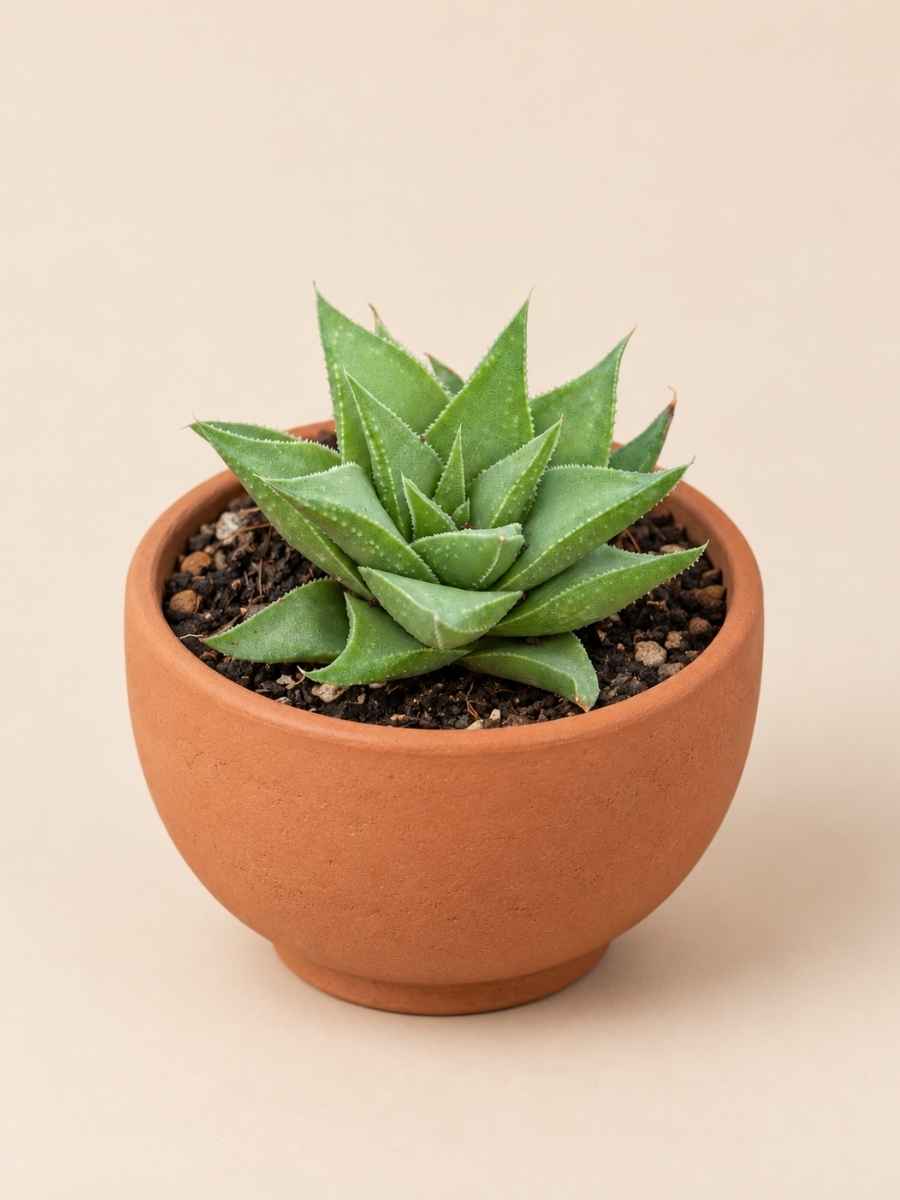 Haworthia Angustifolia Baylissii 5,5 lateral