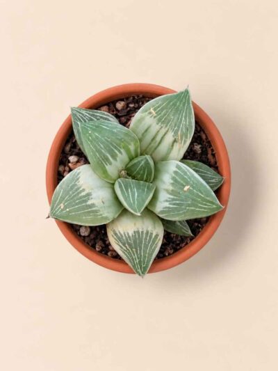 Haworthia Milky Way Variegata 5,5 cenital