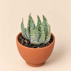 Haworthia Reinwardtii 5,5 lateral