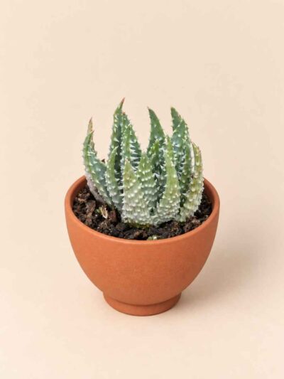 Haworthia Reinwardtii 5,5 lateral