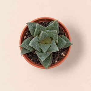 Haworthia Rosalinda 5,5 cenital