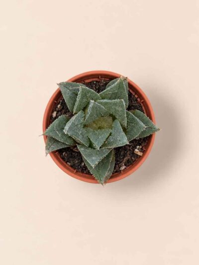 Haworthia Rosalinda 5,5 cenital
