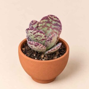 Kalanchoe Humilis 5,5 lateral