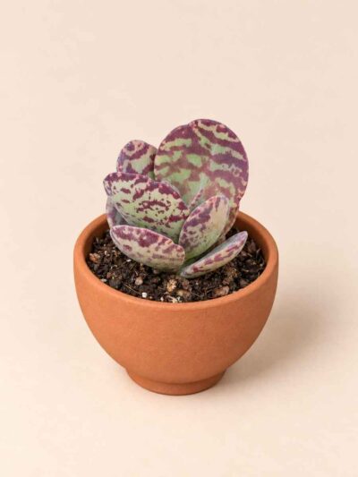 Kalanchoe Humilis 5,5 lateral