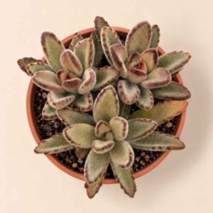 Kalanchoe Tomentosa Chocolate Soldier 8,5 cenital