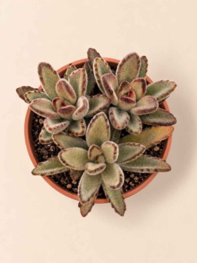 Kalanchoe Tomentosa Chocolate Soldier 8,5 cenital