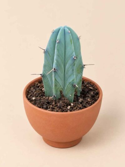 Myrtillocactus Geometrizans 8,5 lateral