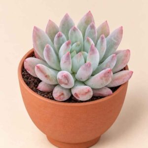Pachyveria Angel Fingers 8,5 lateral