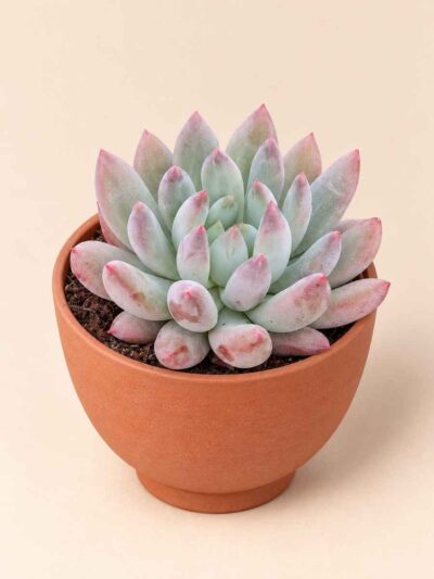 Pachyveria Angel Fingers 8,5 lateral