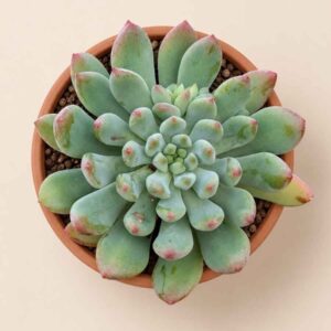 Sedeveria Blue Elf 8,5 cenital
