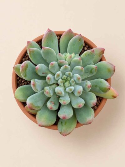 Sedeveria Blue Elf 8,5 cenital