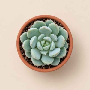 Sedeveria Spring Jade 5,5 cenital