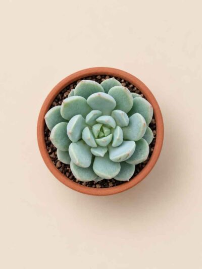 Sedeveria Spring Jade 5,5 cenital