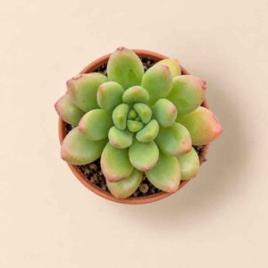 Sedum Alice Evans 5,5 cenital