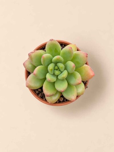 Sedum Alice Evans 5,5 cenital