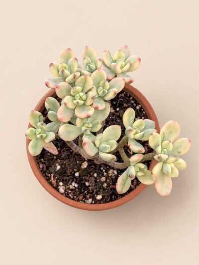 Sedum Jelly Bean Mickey 8,5 cenital
