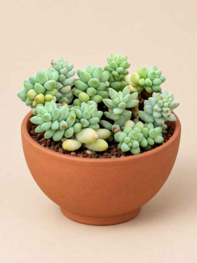 Sedum Morganianum 8,5 lateral